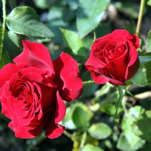 Roses in the Vineyards